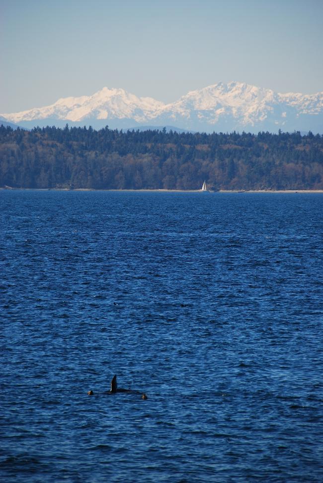 Sea Lion behavior can be misleading | Westside Seattle